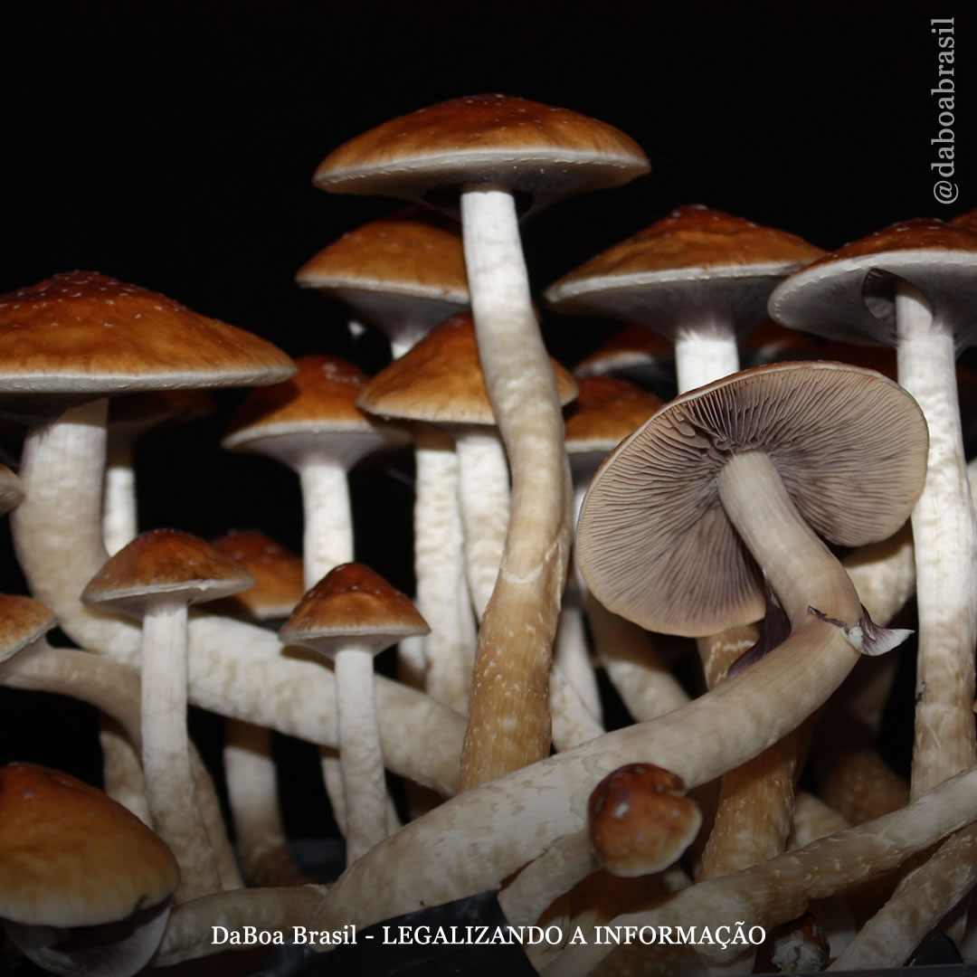 Esforços pela descriminalização da psilocibina se espalham pelos EUA