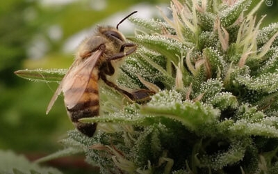 Extratos de cannabis podem prolongar a vida de abelhas expostas a pesticidas
