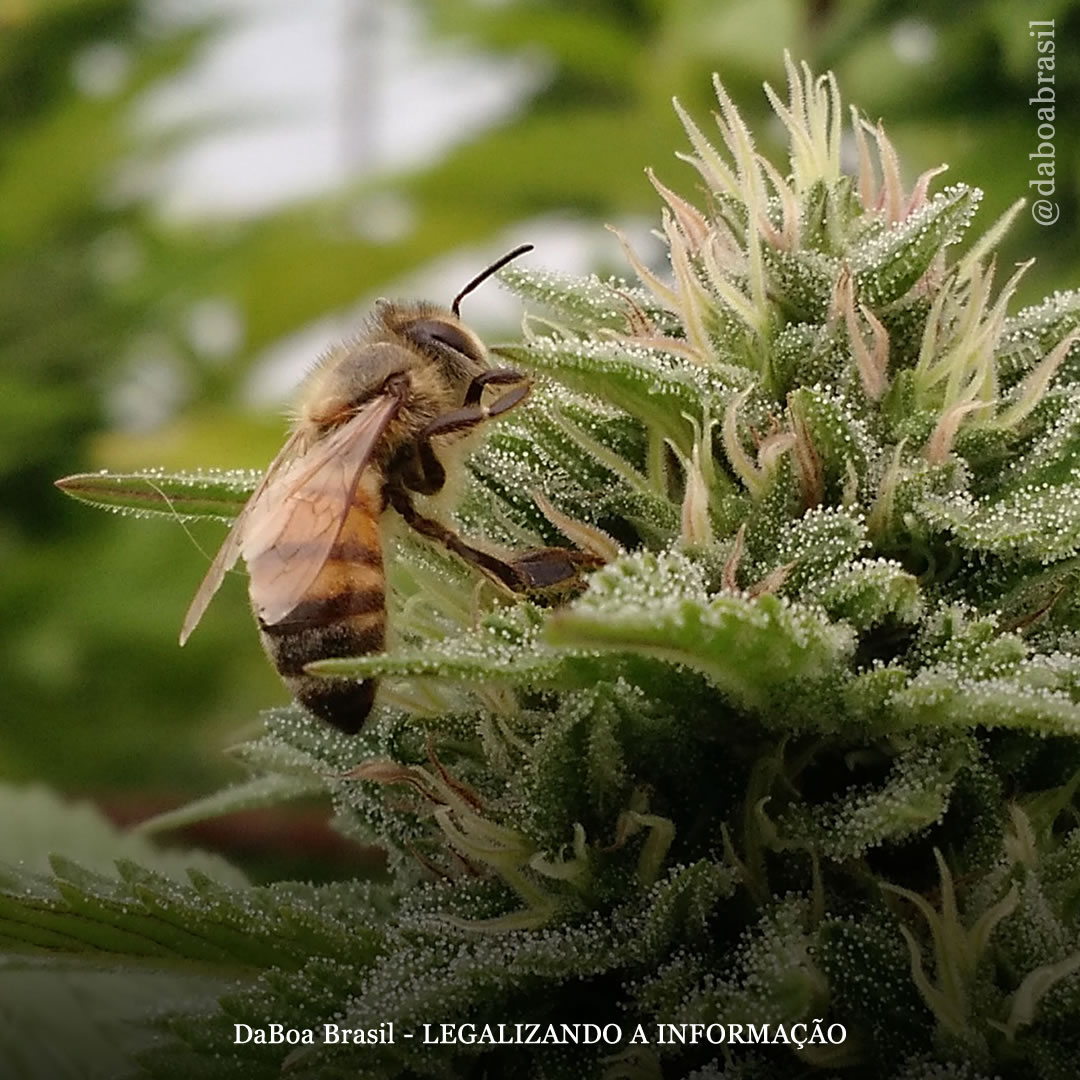 Extratos de cannabis podem prolongar a vida de abelhas expostas a pesticidas
