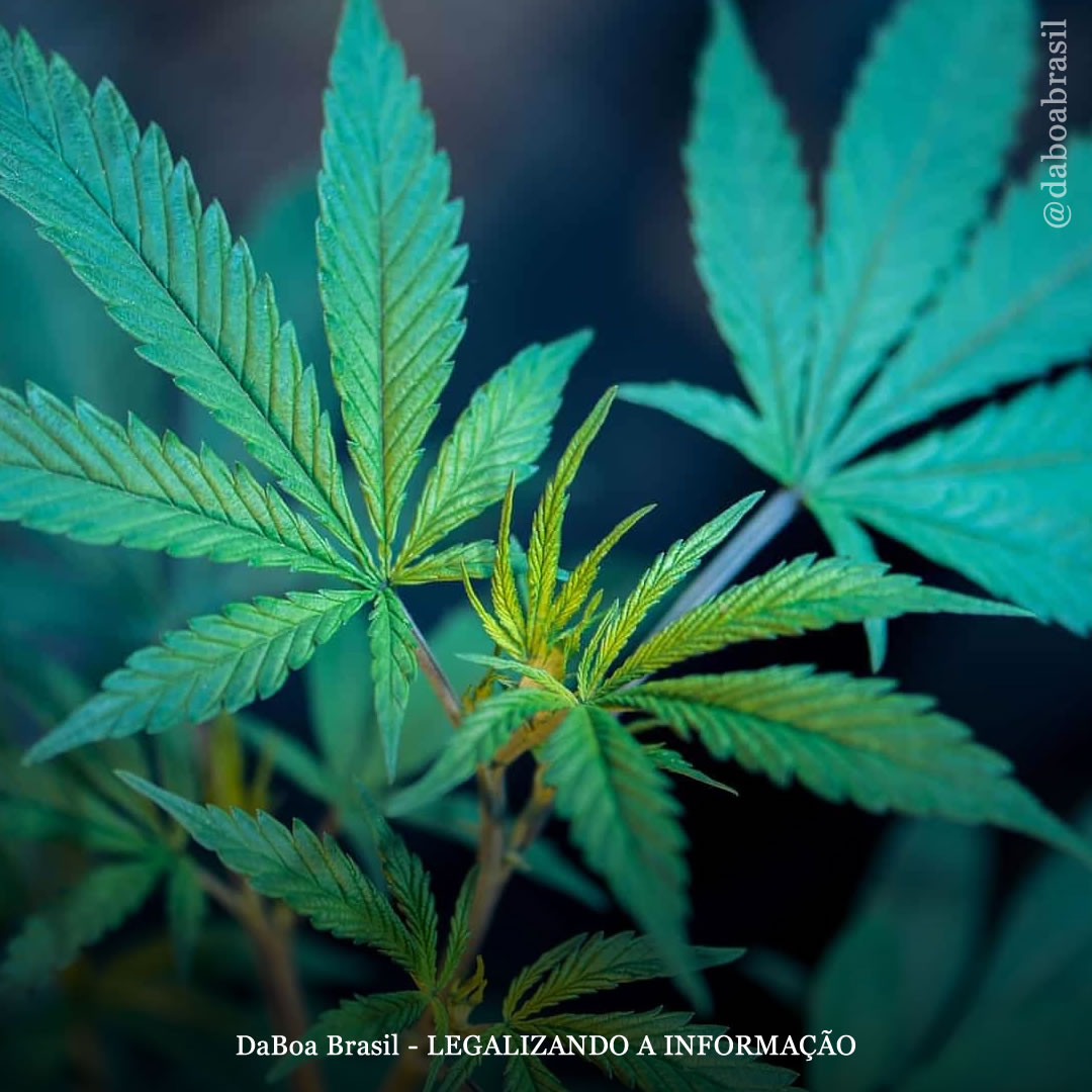 Ideia Legislativa propõe regulamentação do uso adulto e do autocultivo de maconha: assine e compartilhe