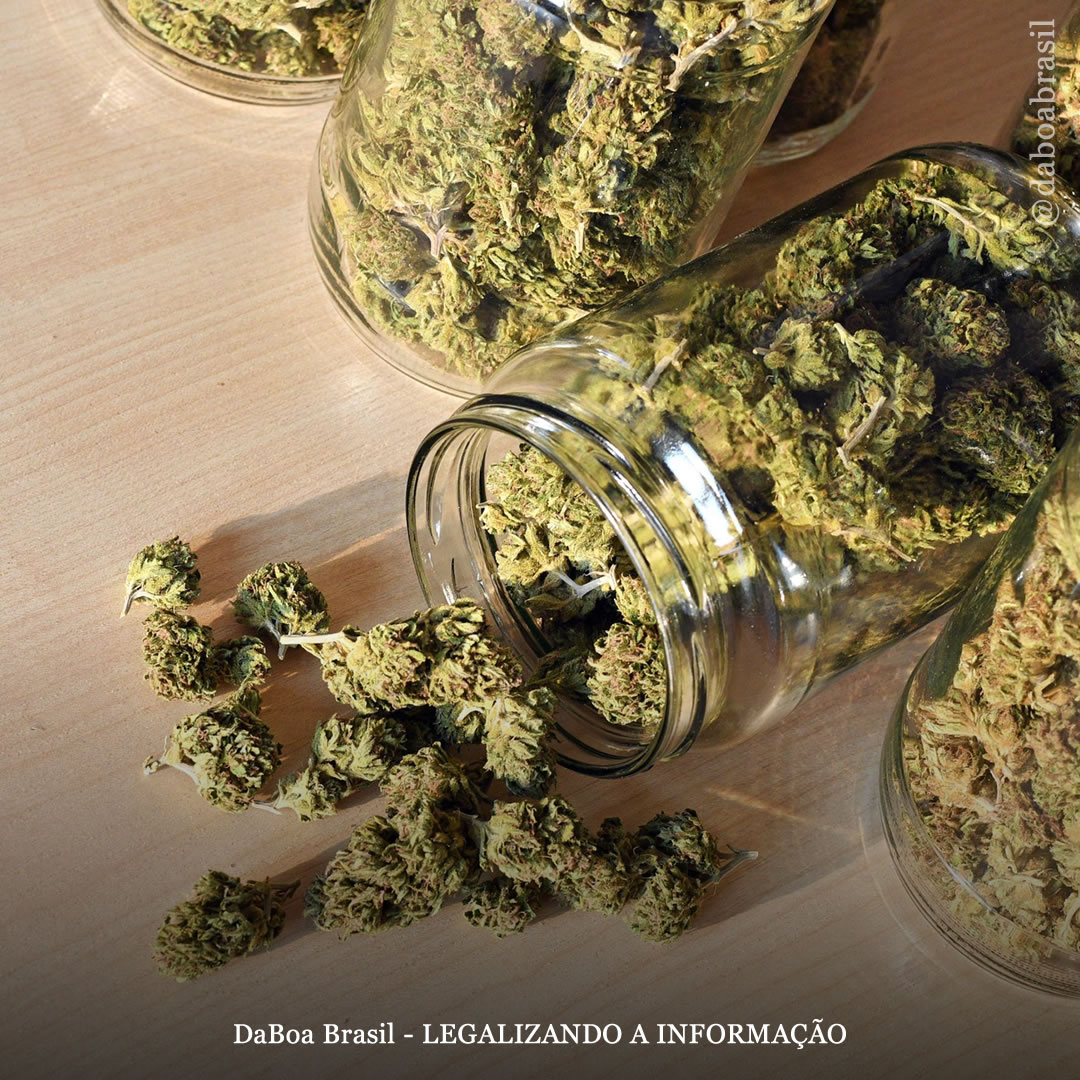 Israel se torna o maior importador de maconha do mundo