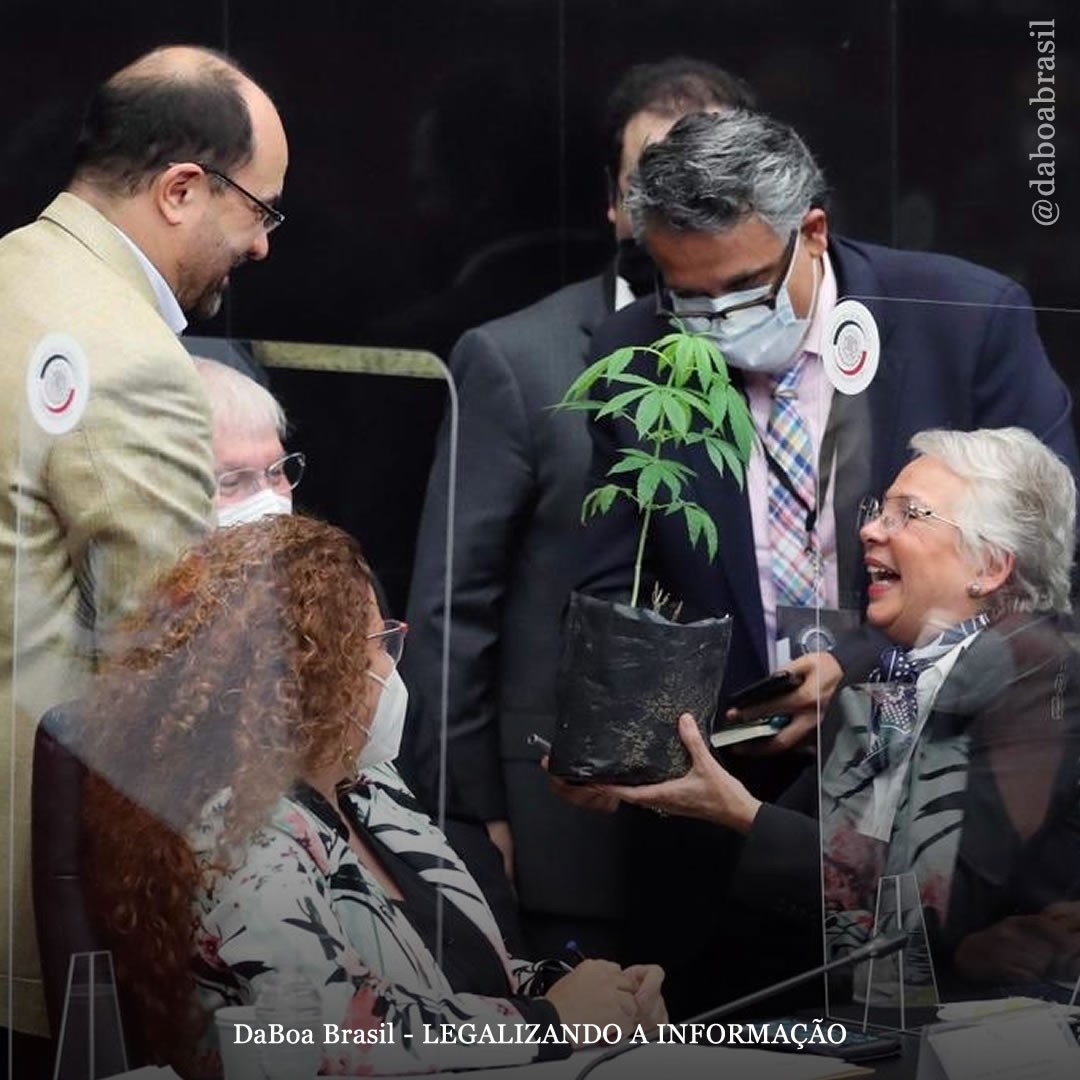 México: Secretária do Ministério do Interior recebe planta de maconha de presente
