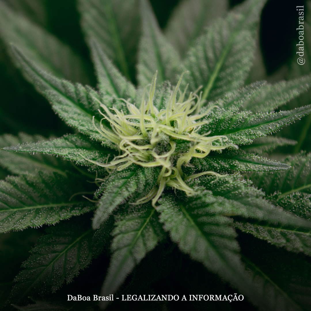 Novo estudo investiga se a maconha pode combater o coronavírus