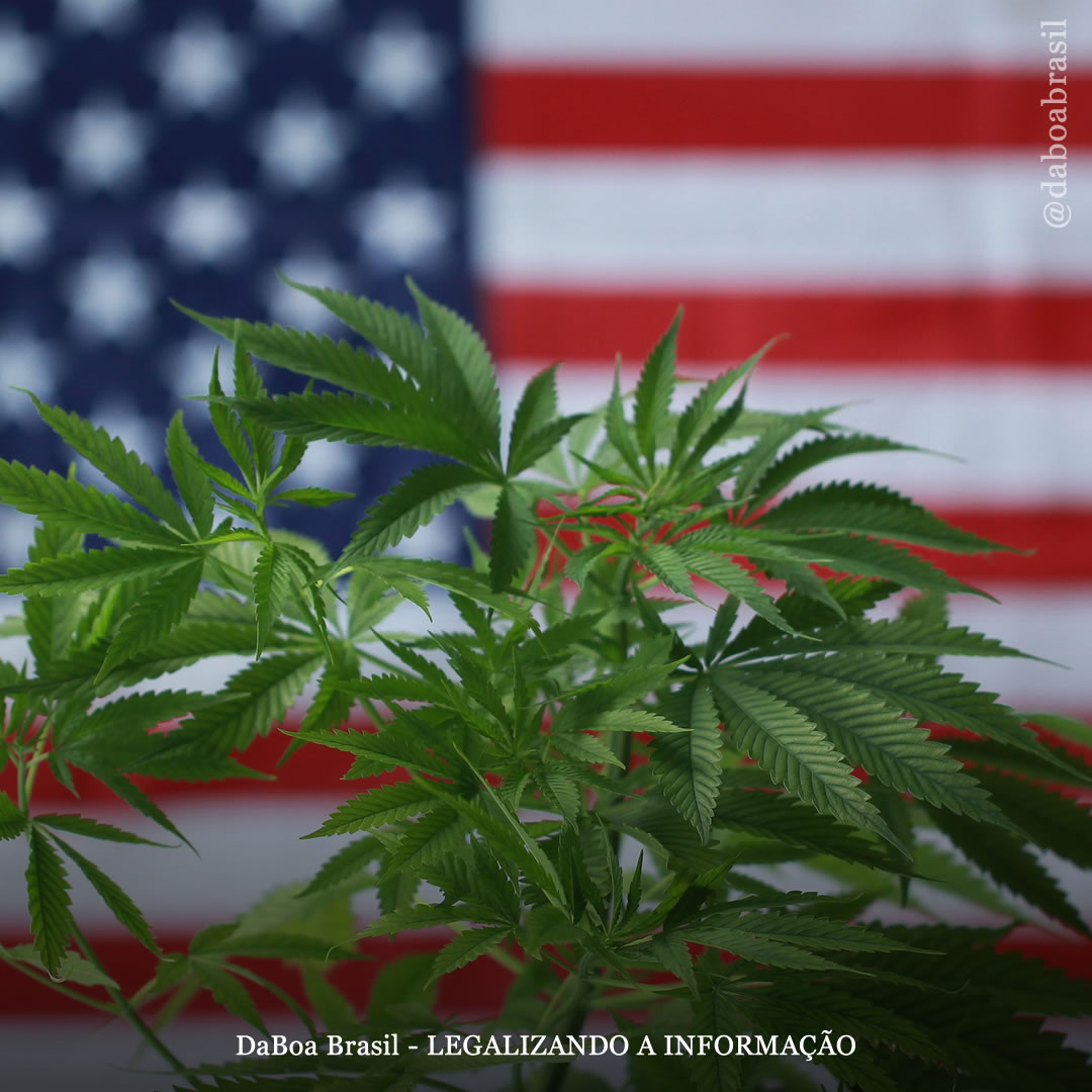 Novo projeto de lei para regular a maconha como o tabaco é apresentado ao senado dos EUA