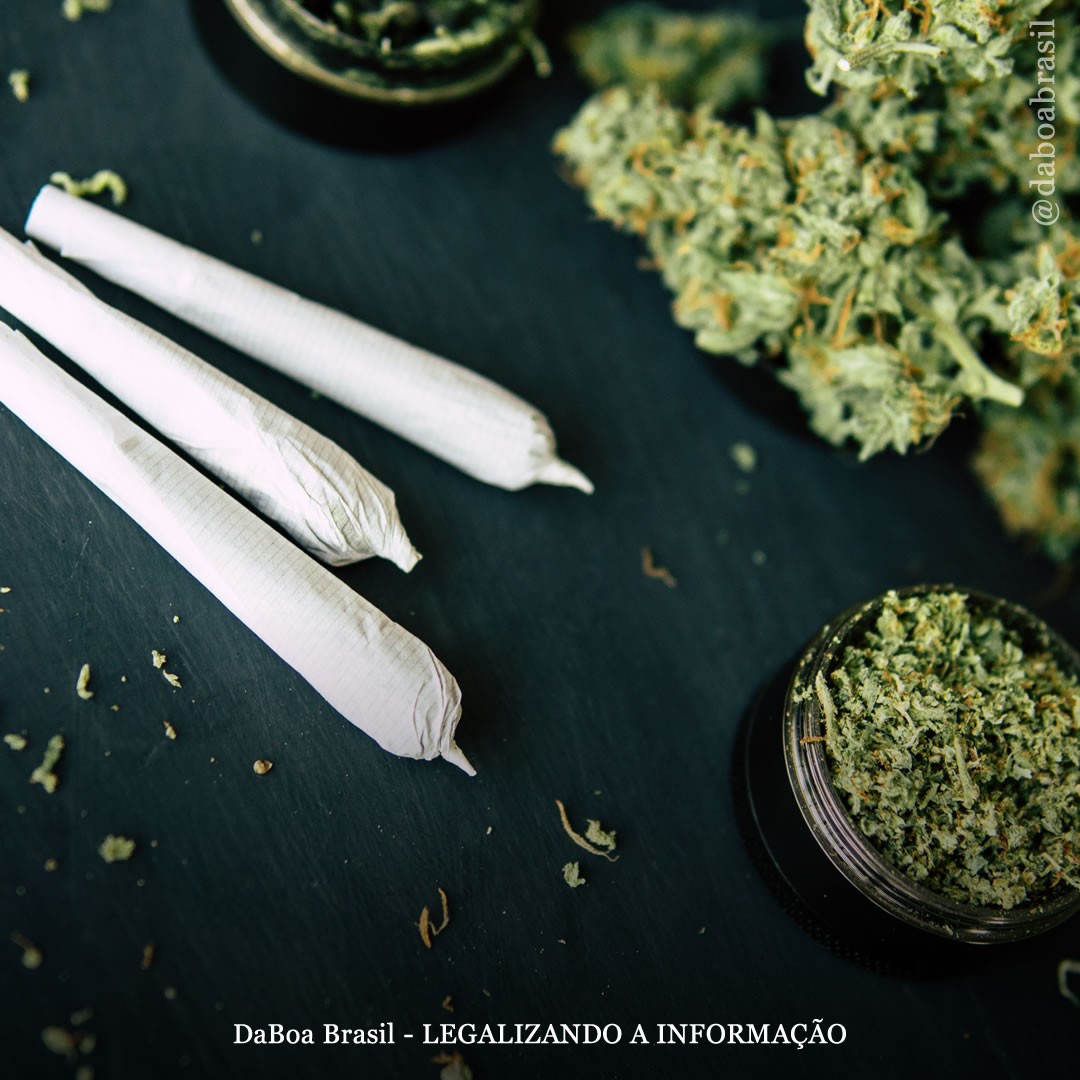 O consumo de maconha cai em lugares onde existe legalização