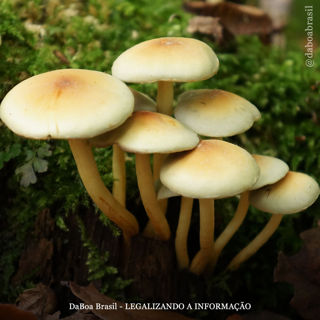 O uso da psilocibina contra a dor crônica