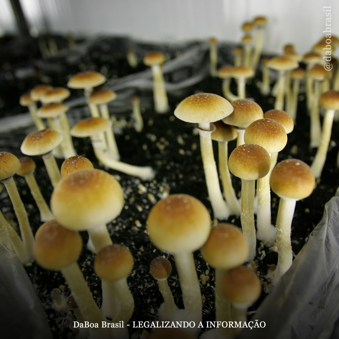 Oregon votará pela legalização da psilocibina em novembro