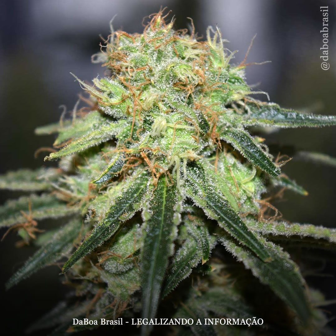 Os benefícios dietéticos e terapêuticos da maconha crua