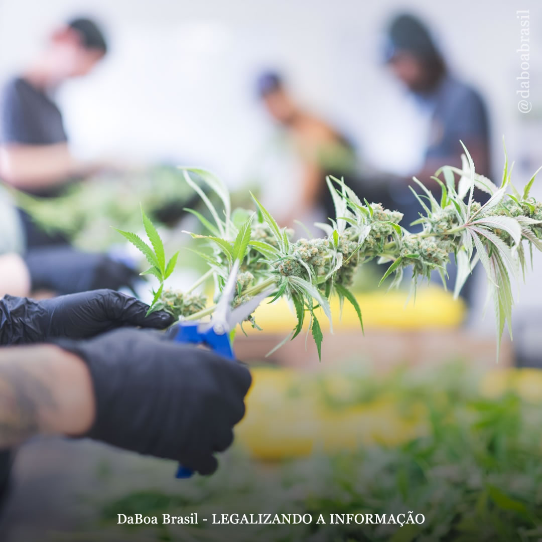 Projeto de Lei incentiva ex-presidiários a entrar no mercado legal da maconha em Washington DC