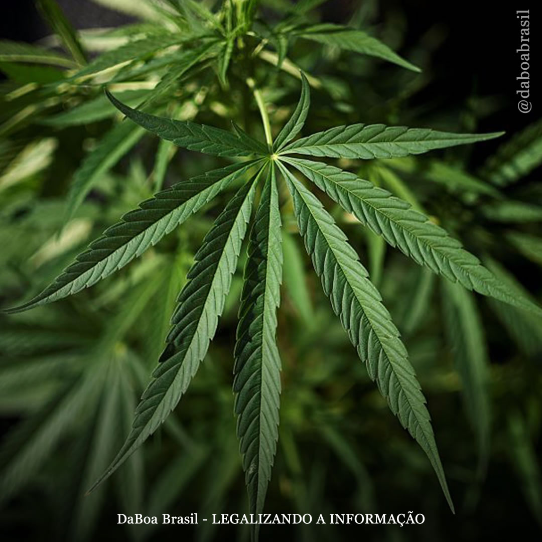 Universidade na Turquia utiliza cânhamo para a produção de baterias de automóveis