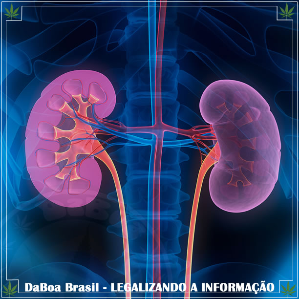 A maconha ajuda a tratar a lesão renal aguda, diz estudo