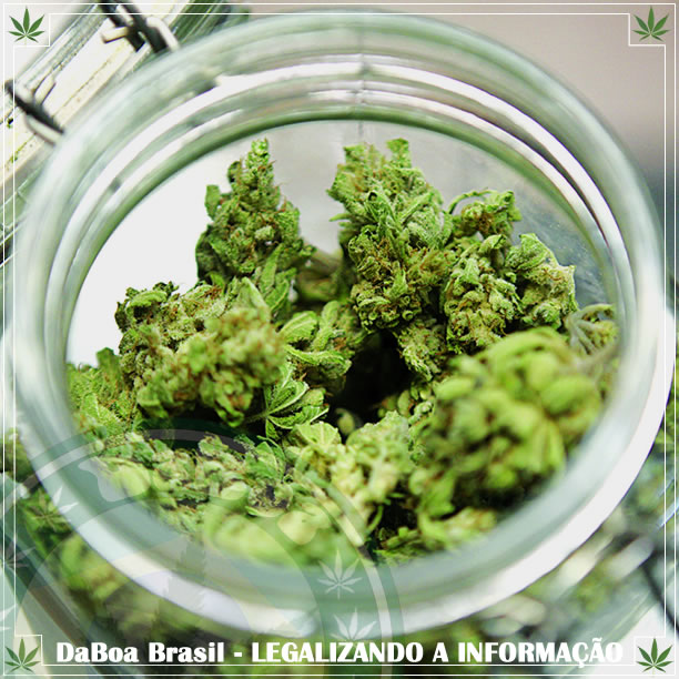 A maconha medicinal reduz mortes no trabalho entre pessoas de 25 a 44 anos