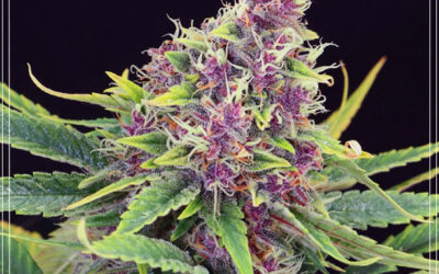 As 7 variedades de maconha mais influentes da história