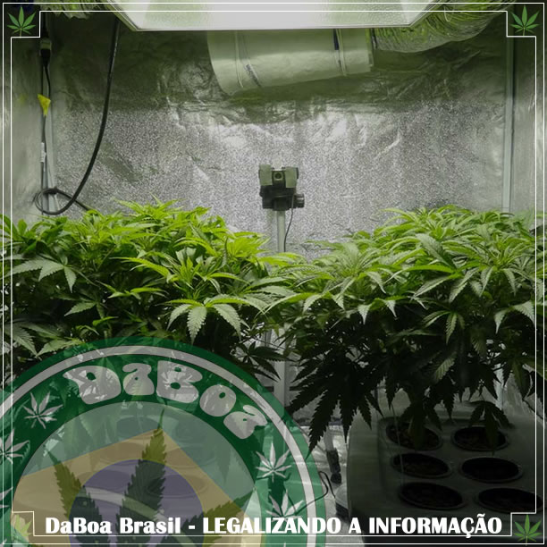 CDH vai debater descriminalização do cultivo de maconha