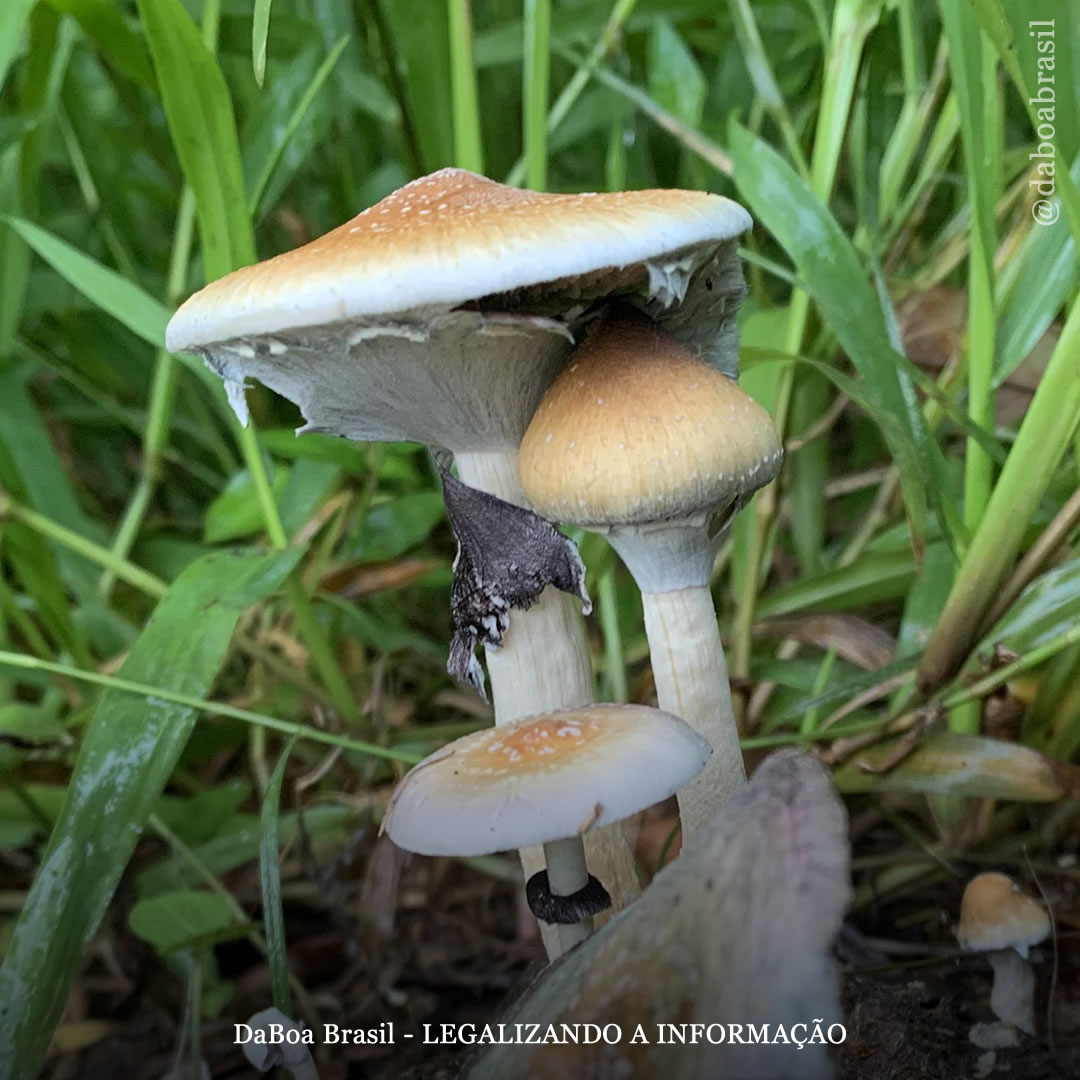 Califórnia prepara a descriminalização dos psicodélicos