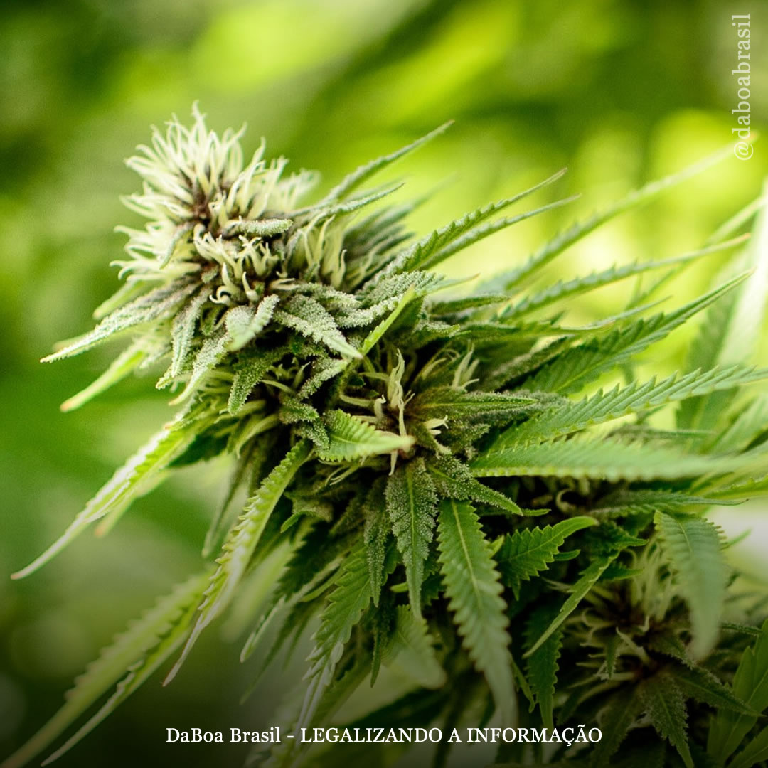 Comissão do Senado colombiano aprova novo projeto de lei sobre a maconha recreativa