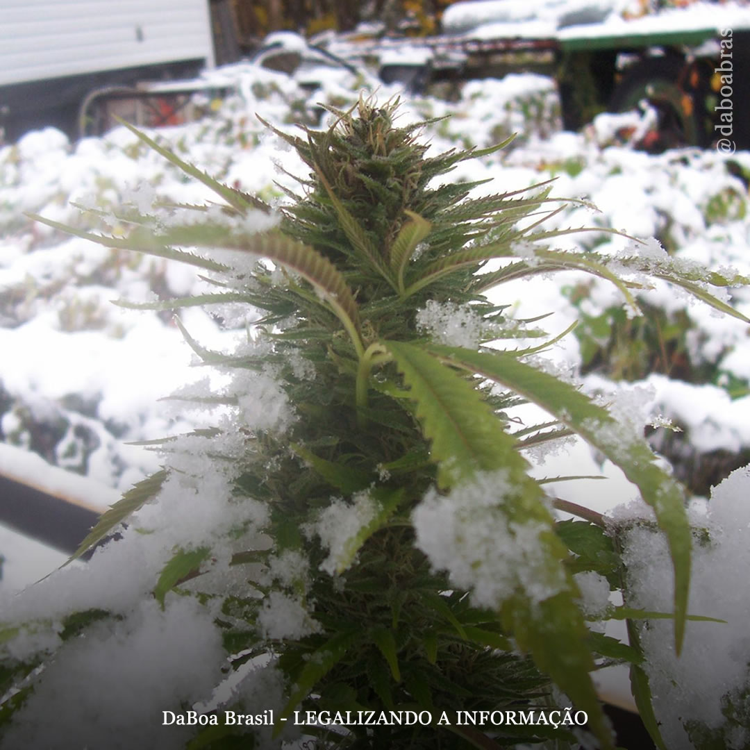 Dicas de cultivo: como o frio afeta as plantas de maconha