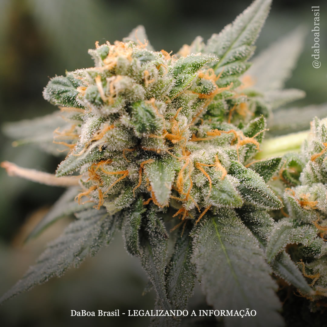 Dicas de cultivo: cultivando maconha com práticas sustentáveis