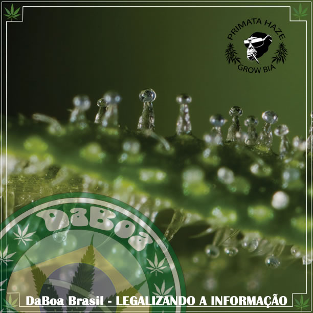 Dicas do Primata #10 – Pistilos e Tricomas