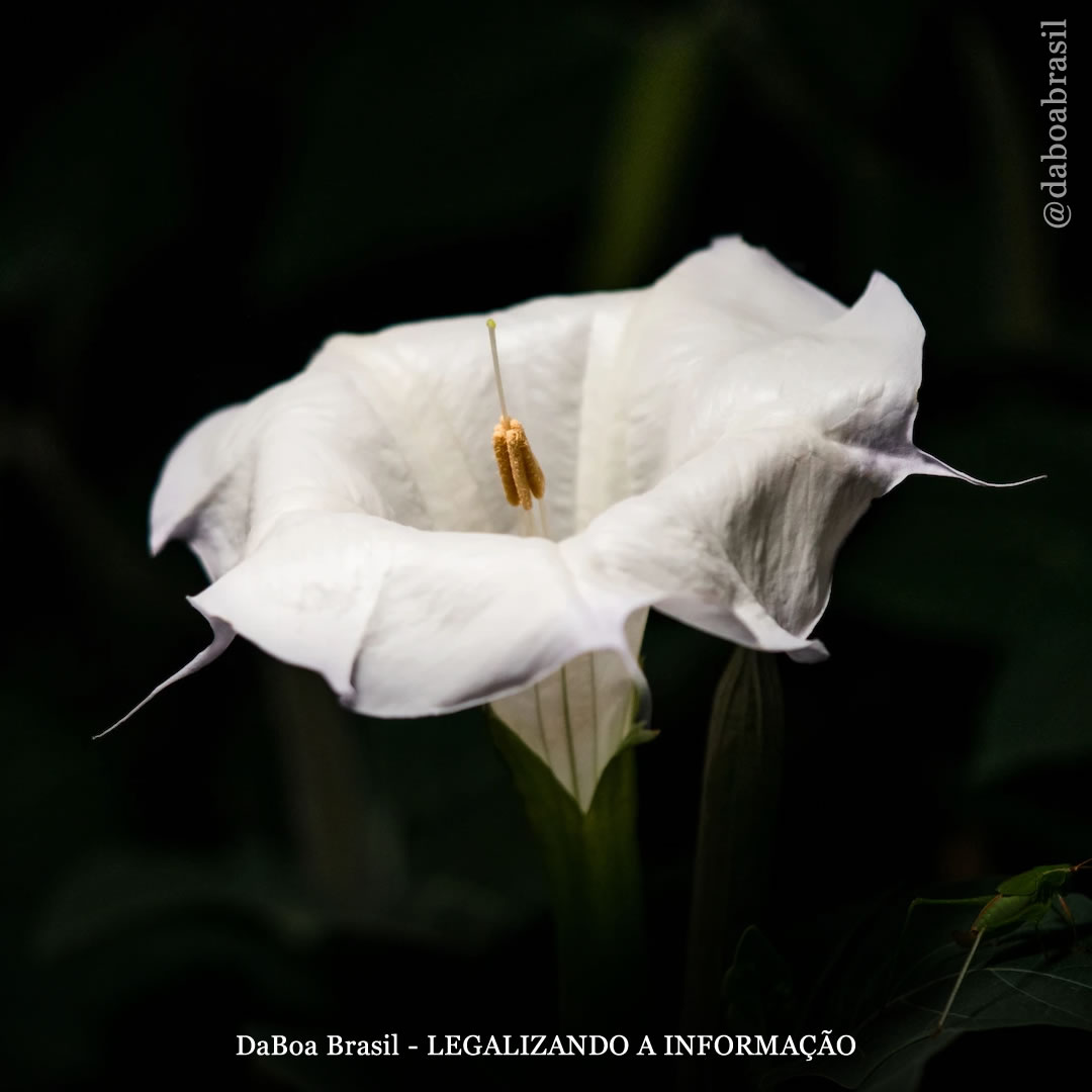 Encontrados restos de um alucinógeno consumido há 400 anos em uma caverna