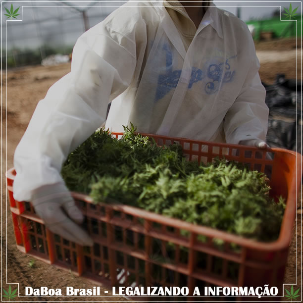 Israel reconhece a maconha como um setor agrícola