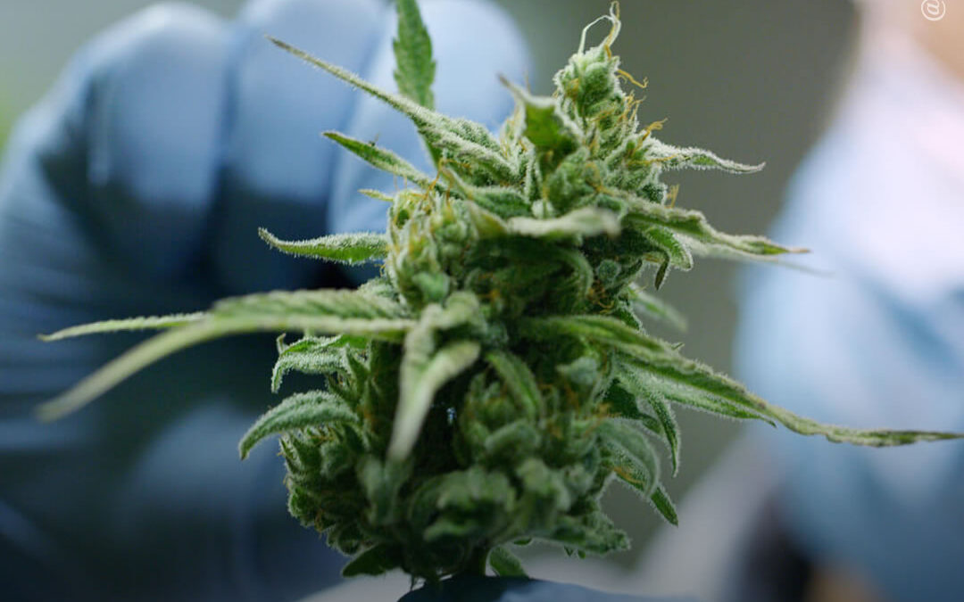 Novo teste genético prevê se a maconha será rica em THC ou CBD