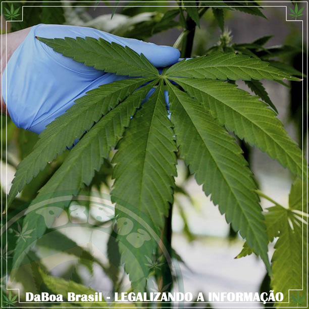 O mercado legal de maconha na Europa valerá 129 bilhões de euros