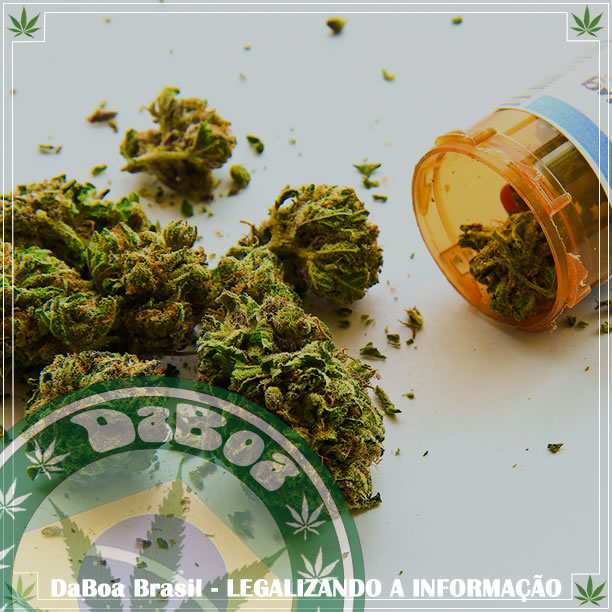 O poder analgésico da maconha