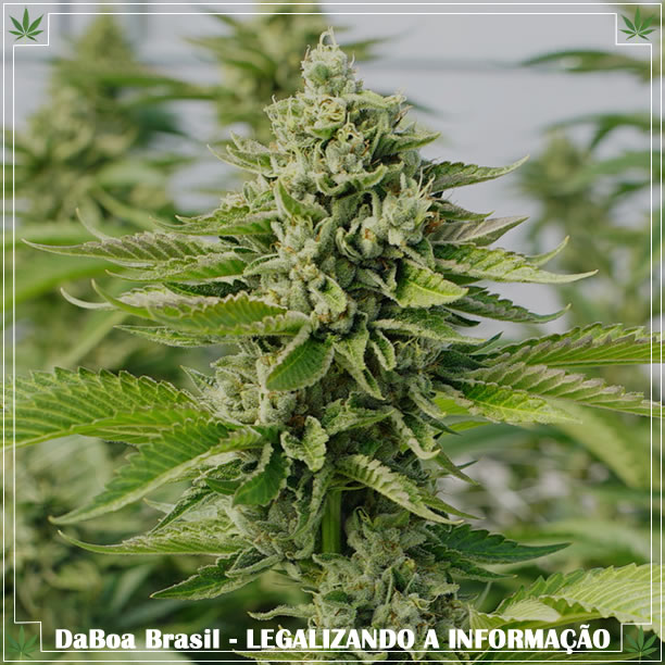 Parlamento britânico vota a favor da lei para legalizar a maconha medicinal