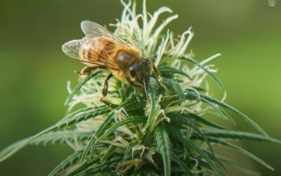 Poderia a maconha salvar as abelhas da extinção?