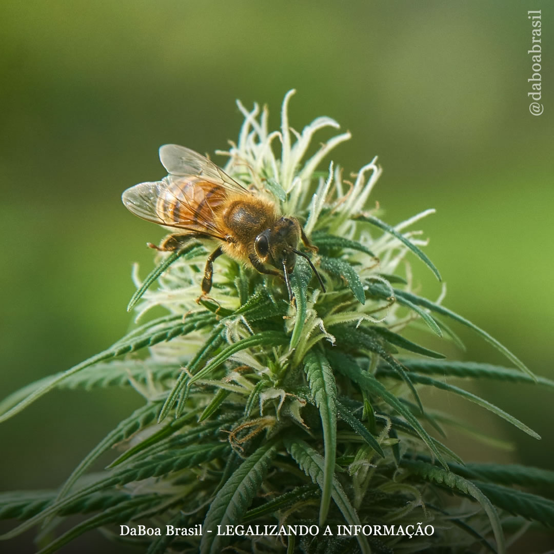 Poderia a maconha salvar as abelhas da extinção?