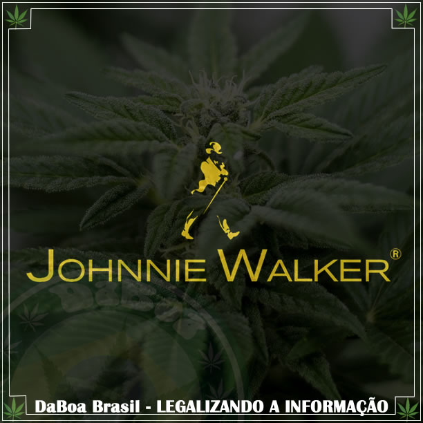 Produtora de Johnnie Walker interessada em bebidas com maconha