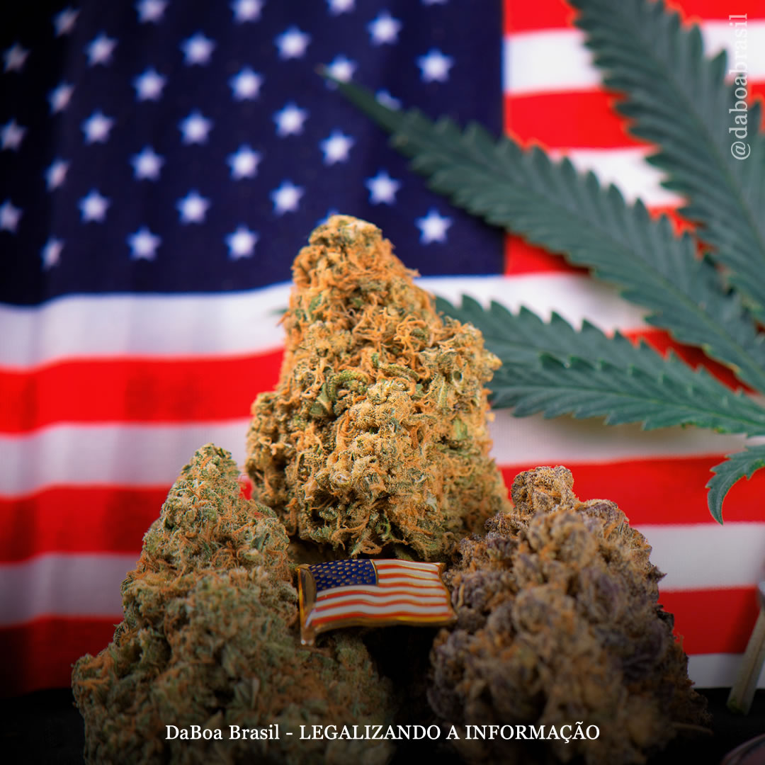 EUA: Dakota do Sul, Montana, Nova Jersey e Arizona legalizam a maconha recreativa