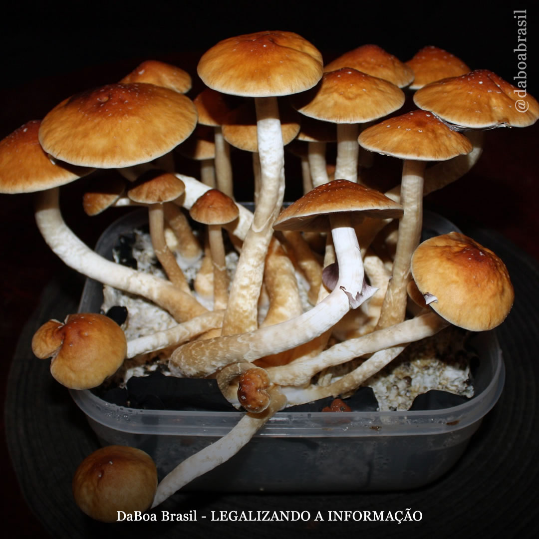 A psilocibina pode servir como um tratamento para a enxaqueca crônica, diz estudo