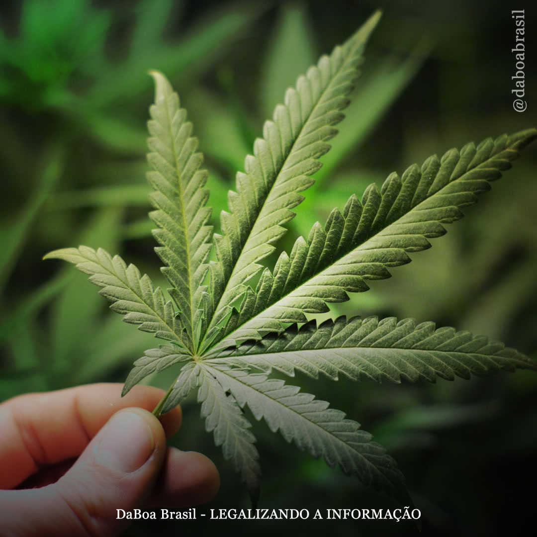 Algumas variedades de cannabis podem ajudar a saúde das células cerebrais, diz estudo