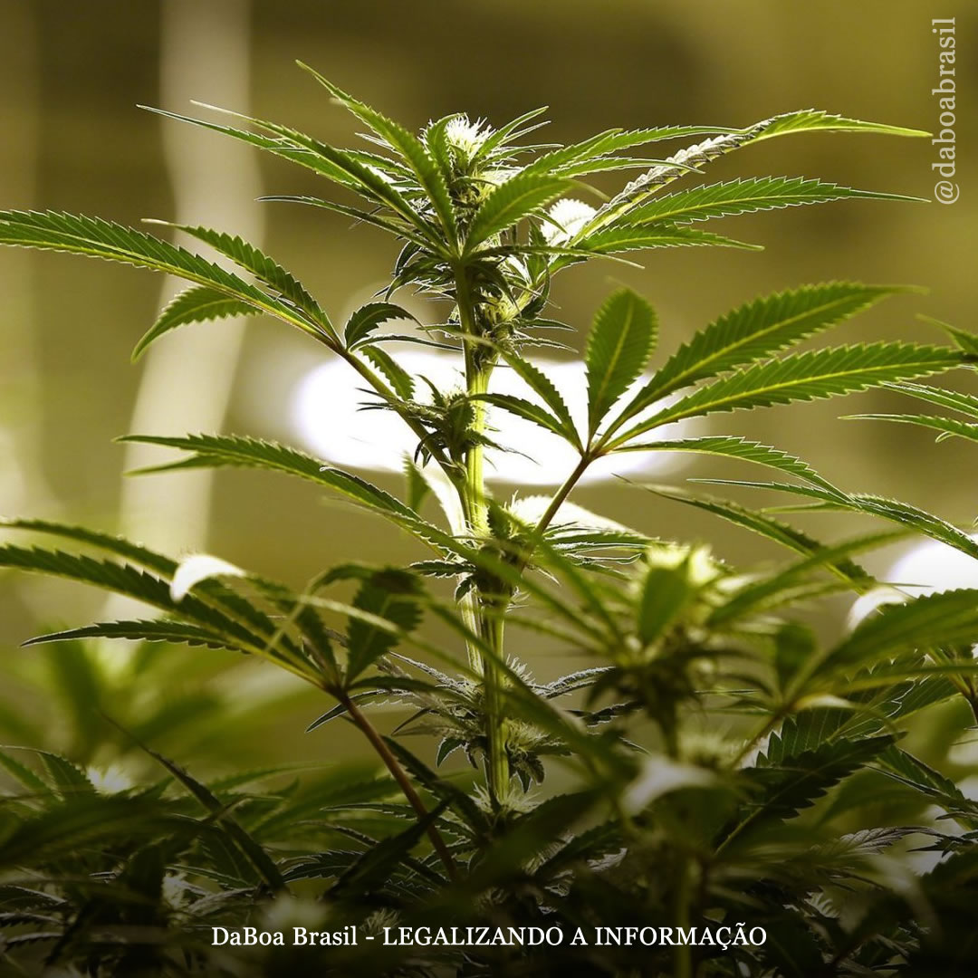 EUA: Virgínia considera opções de equidade social antes da legalização da maconha