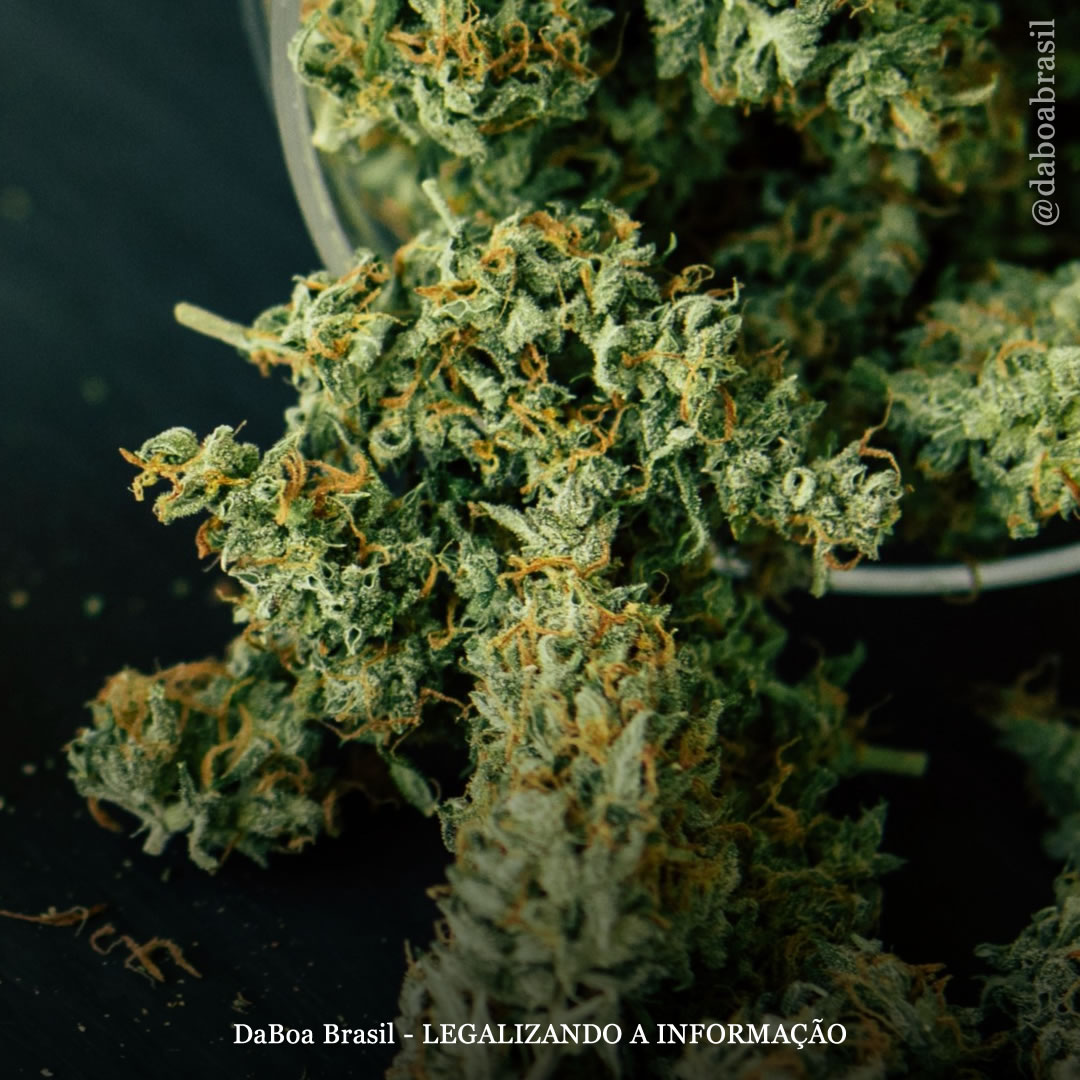 A ligação entre a maconha e a serotonina