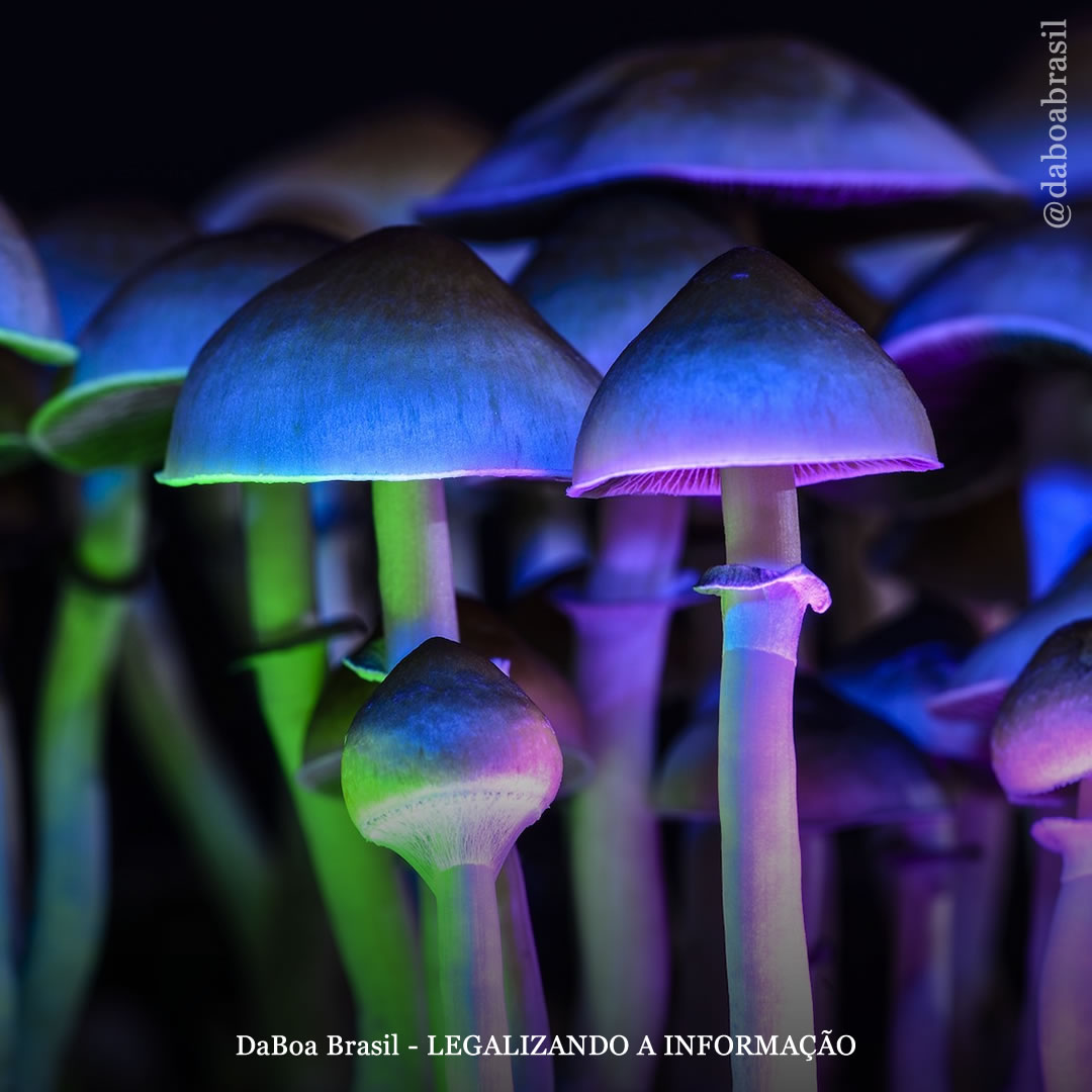 A medicina psicodélica começará a se popularizar na área da saúde mental este ano