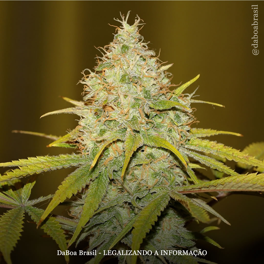 As flores da maconha não são flores, são frutos partenocárpicos