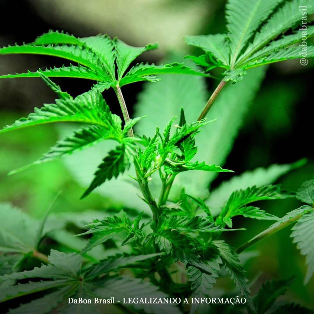 Consulta pública sobre regulamentação do uso adulto e do autocultivo de maconha: apoie e compartilhe