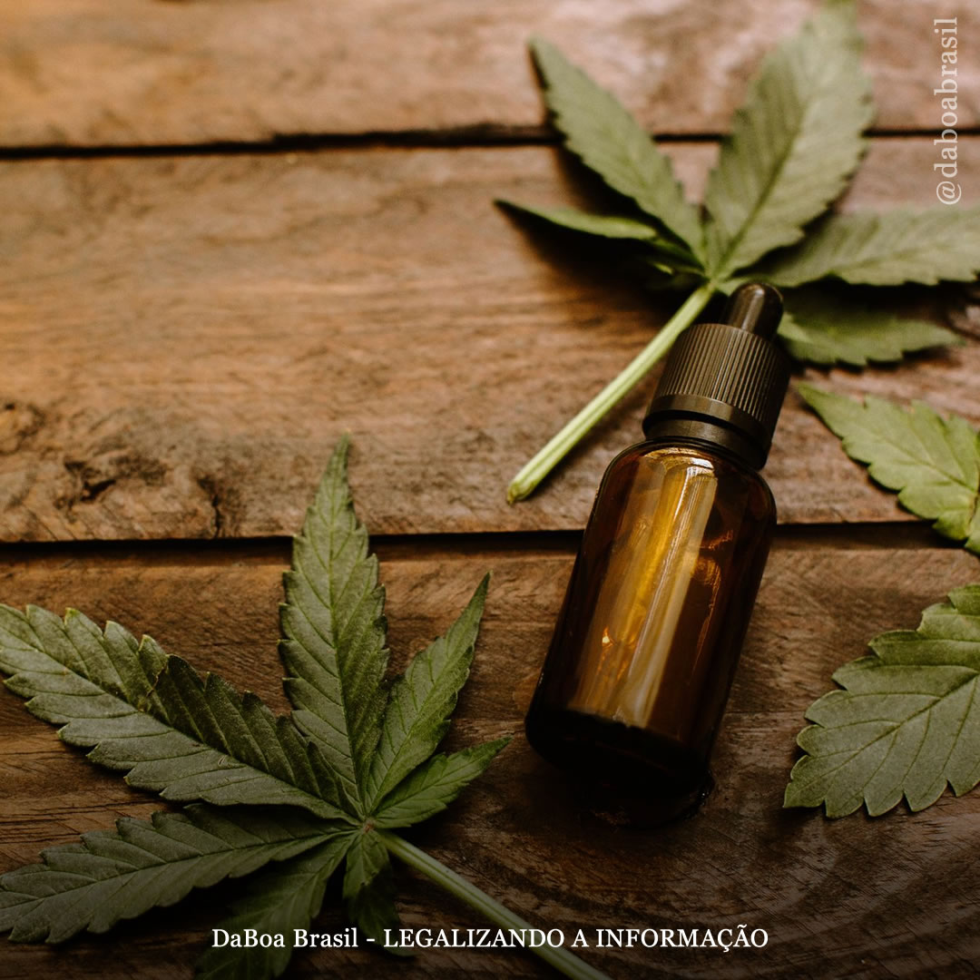 Extratos de maconha podem reduzir a insuficiência pulmonar em casos de Covid-19