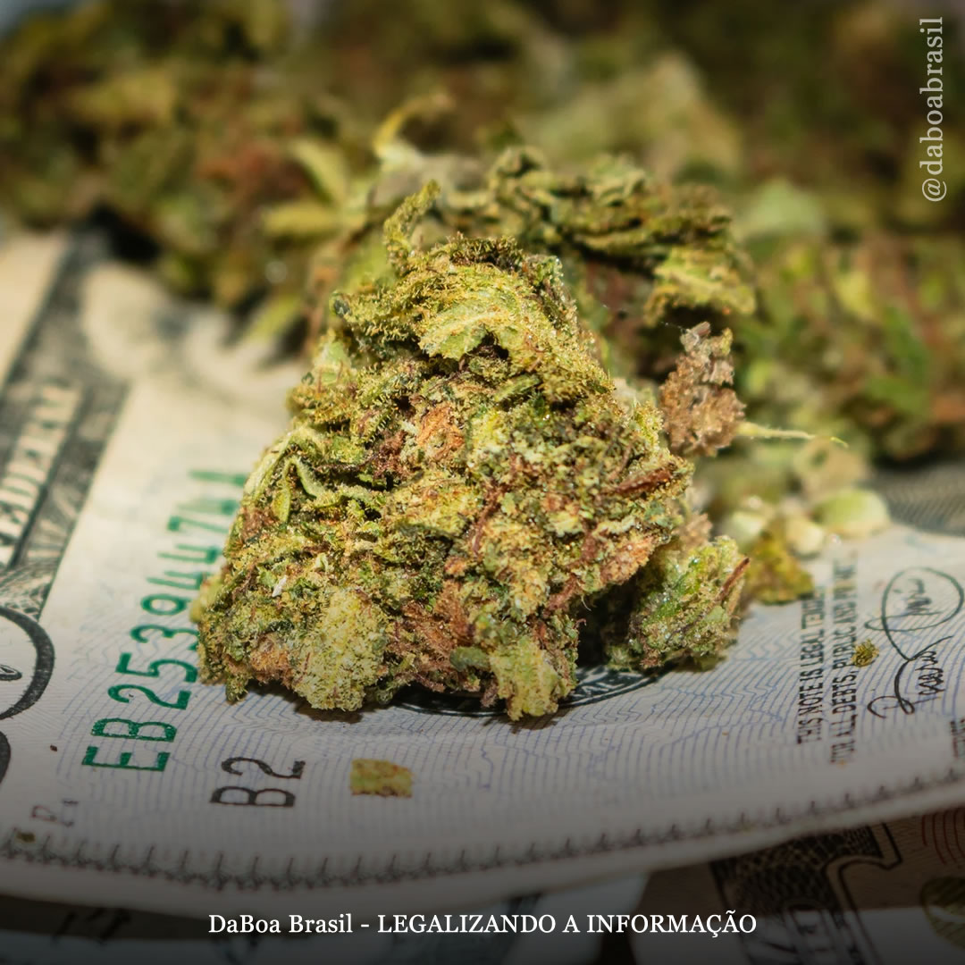 Illinois atinge meio bilhão de dólares no primeiro ano de vendas legais de maconha