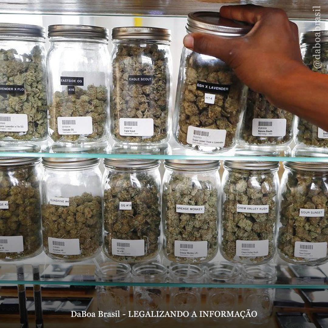 Lugares com mais dispensários de maconha têm menos mortes por opioides, diz estudo