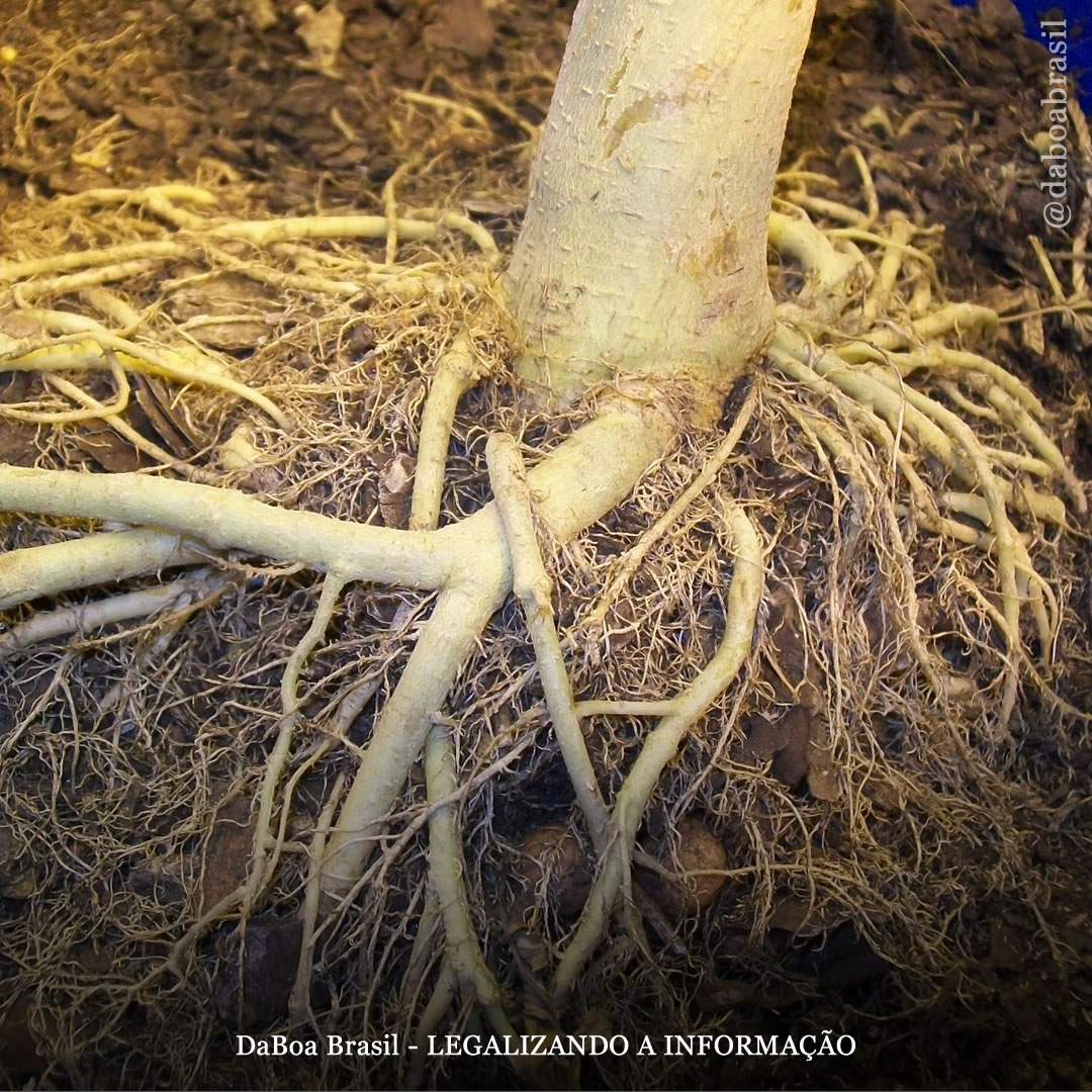 8 curiosidades sobre as raízes da maconha