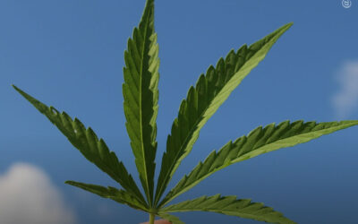 A cannabis pode ser a chave para alcançar os objetivos de desenvolvimento sustentável da ONU