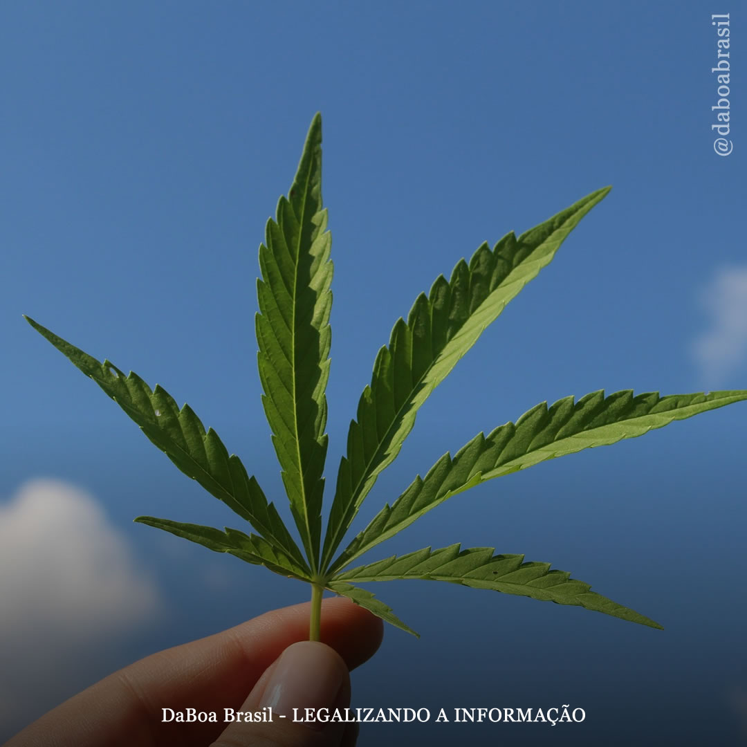 A cannabis pode ser a chave para alcançar os objetivos de desenvolvimento sustentável da ONU