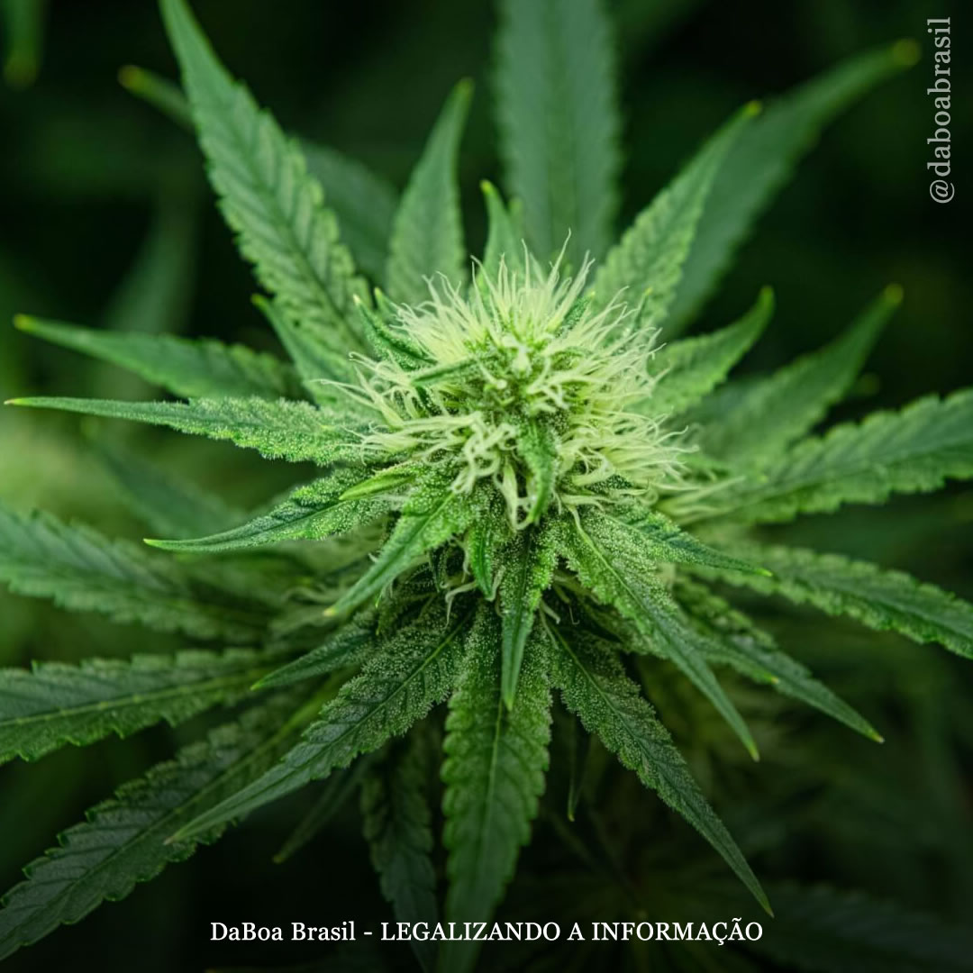 Canabinoides: canabitriol (CBT) um canabinoide pouco conhecido