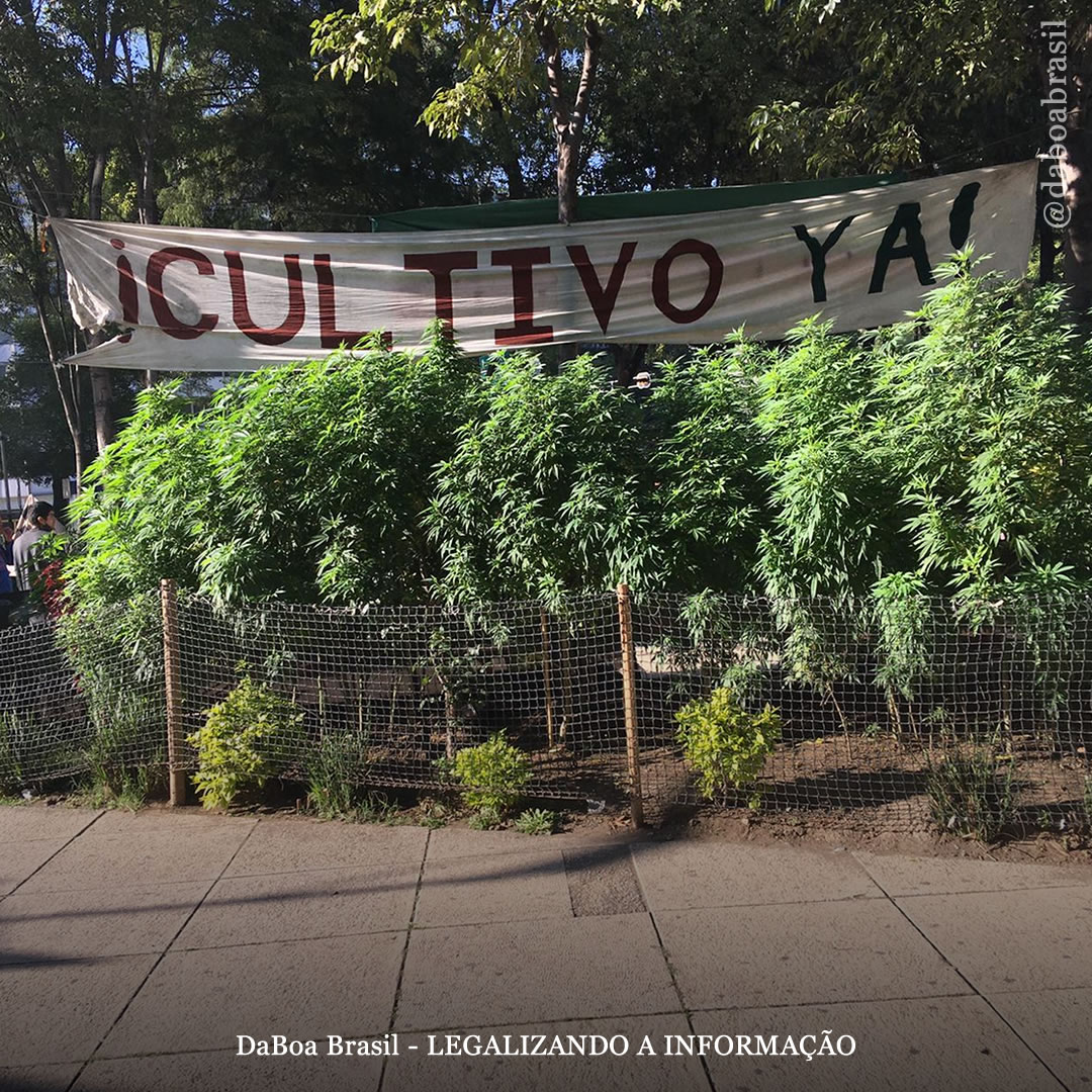 Cultivo de maconha completa 1 ano em frente ao Congresso do México