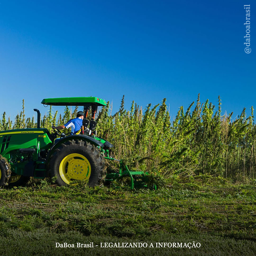 Departamento de Agricultura dos EUA publica regulamento sobre o cânhamo