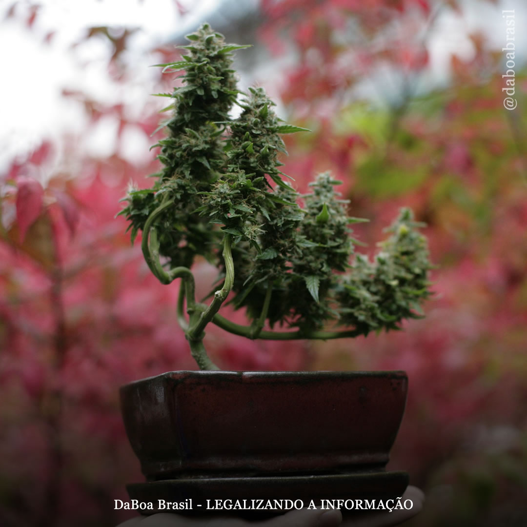 Dicas de cultivo: como fazer um bonsai de maconha